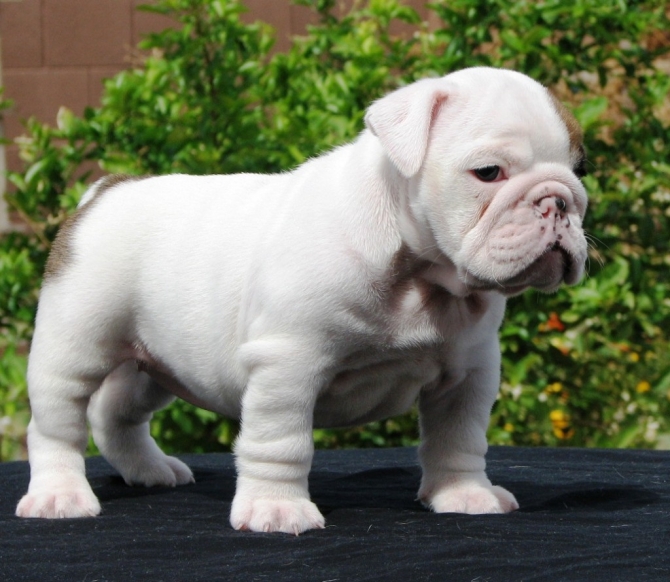 English Bulldog Puppies Available  Male  and  Female