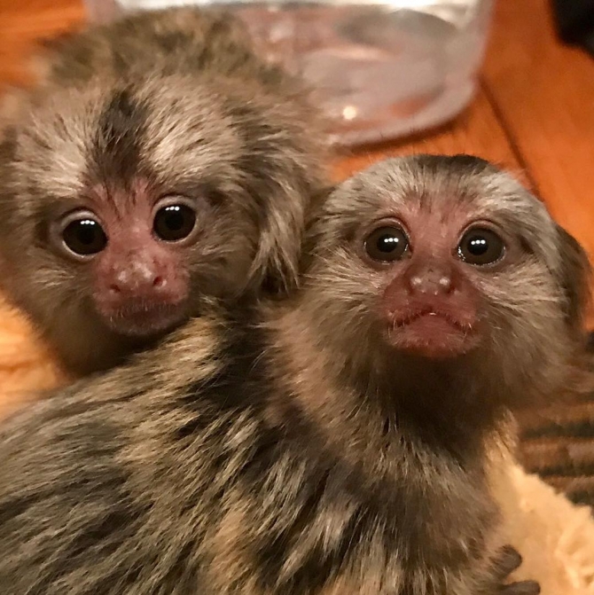 Cute and awesome marmosets  ready for take away ASAP240...
