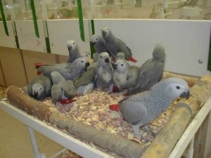 African grey parrots TEXT OR CALL 415-226-9132 