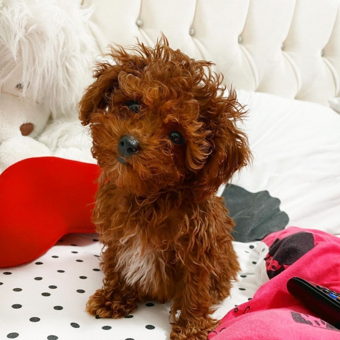Adorable Toy Poodle Puppies ready .